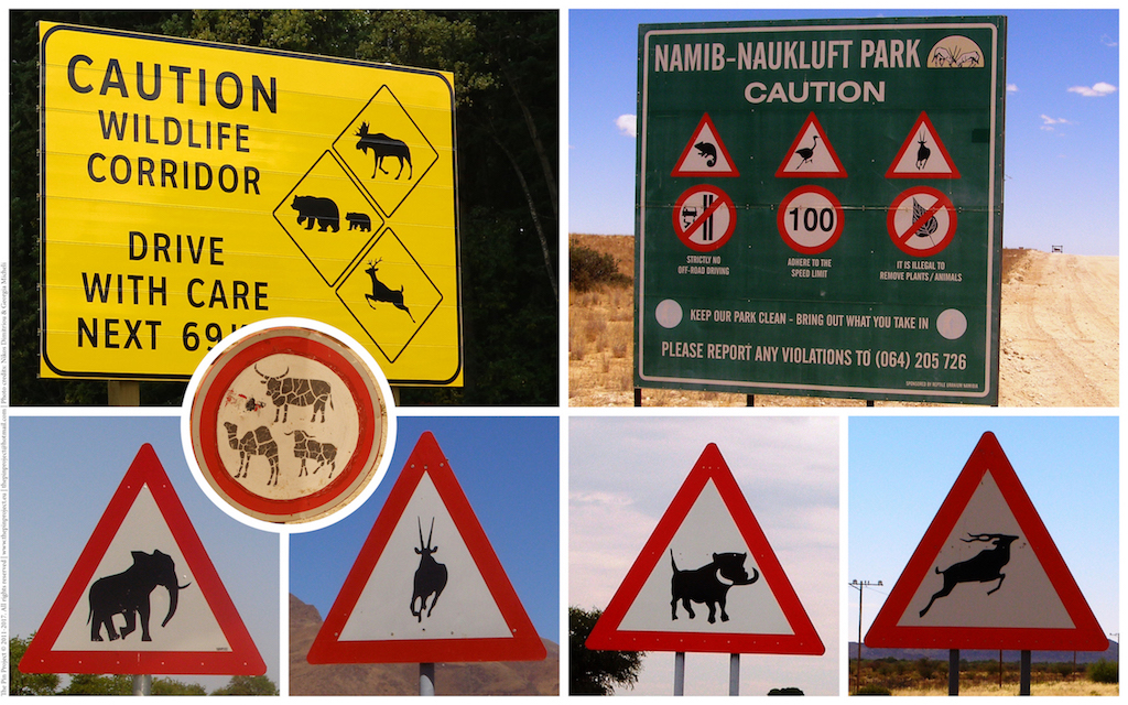 The Pin Project Wildlife Artwork